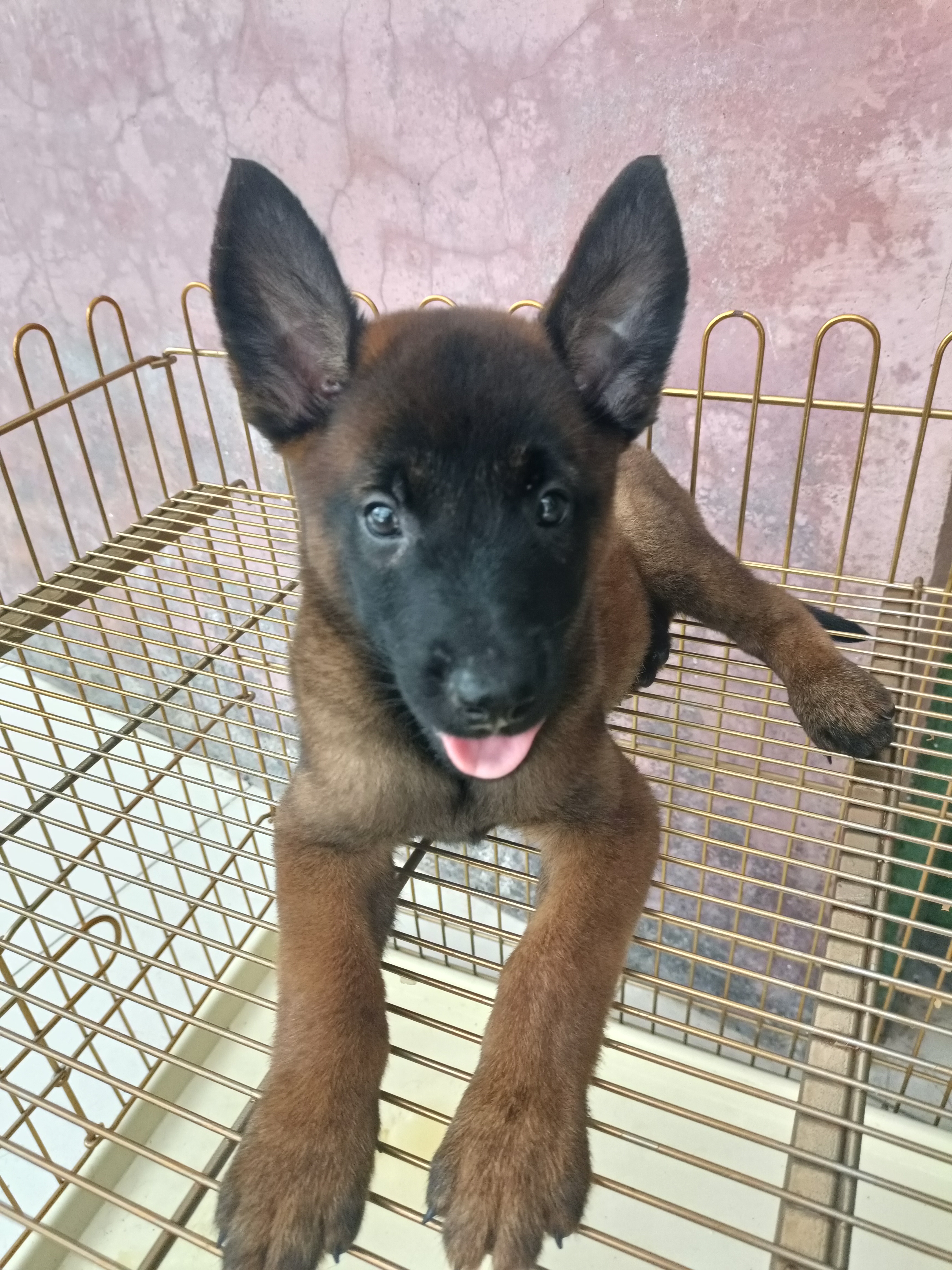 爆红马犬。活泼，动力强，支持平台交易，线下看狗